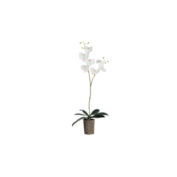 J-line orchidee